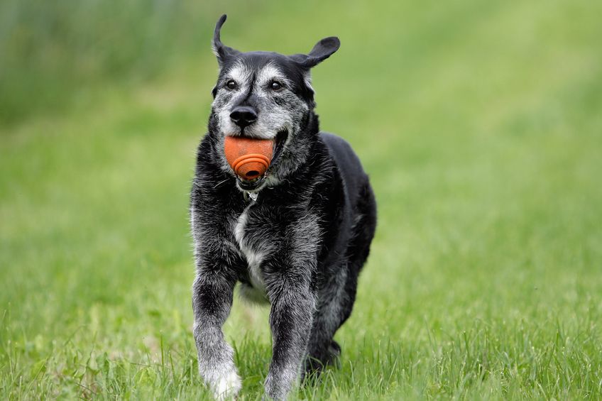 12 Tips On How To Take Care Of Your Senior Dog